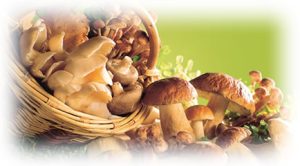 WEEKEND GOLOSO DI SABATO 30 E DOMENICA 31 AGOSTO 2025 - A TUTTO FUNGHI @ Agriturismo Le Tradizioni di Elide | Lombardia | Italia